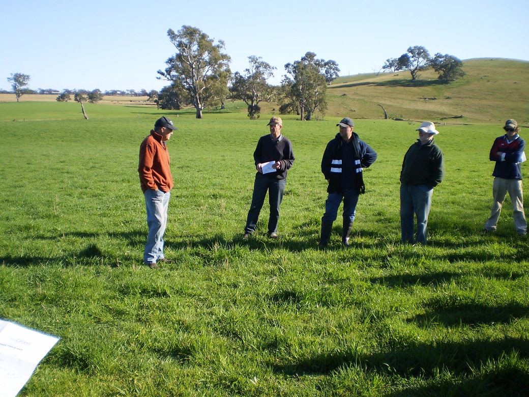 Phalaris, October 2010.  The carrying capacity of the phalaris paddock doubled with the pasture improvement program.
