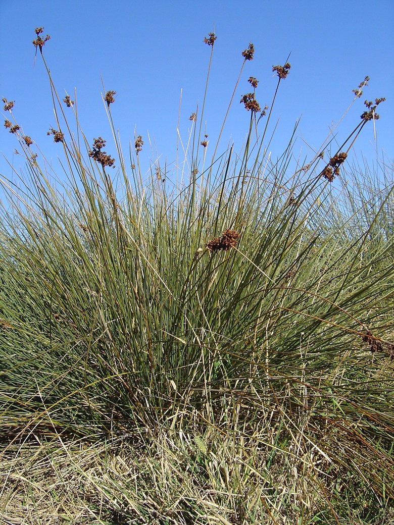 Spiny rush Spiny rush