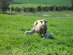 Ewes with twins Ewes with twins