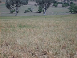 Flushing was achieved with as little as 300 kg/ha of green lucerne available at Wagga Wagga Proof Site