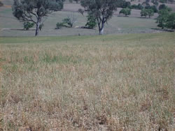 Flushing at Wagga Wagga Proof Site Flushing was achieved with as little as 300 kg/ha of green lucerne available at Wagga Wagga Proof Site