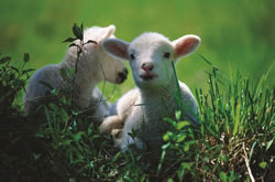 Twin lambs