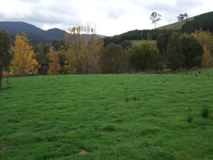 High productivity pastures fertilised and managed to finish lambs and meet condition targets of ewes