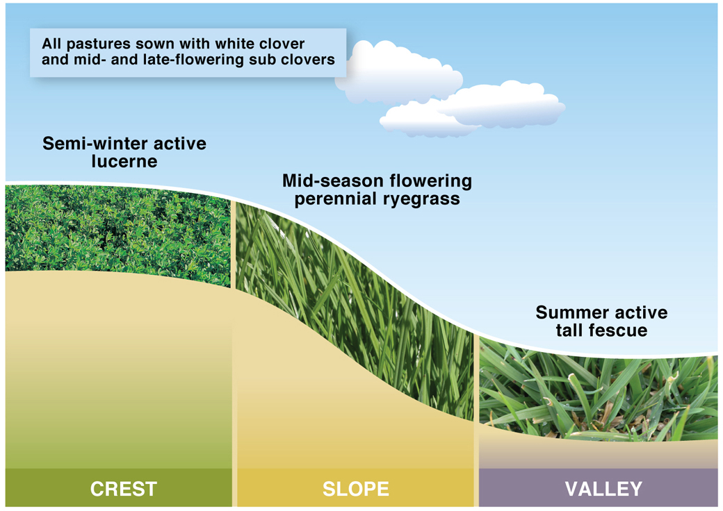 Figure 3. Triple systems at Hamilton Proof Site where pasture species and varieties were selected based on drainage for winter and late spring/summer plant available water.