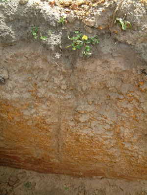 Figure 5. Soil profiles at Albany Proof Site where Duplex sandy gravel soils were sown to chicory.