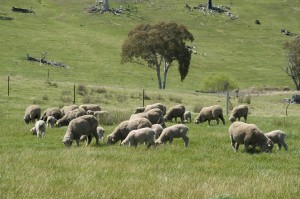 The Orange Proof Site demonstrated that higher returns could be made from native pastures by fertilising according to production zone, running a higher value enterprise (Merino x Terminal) and lifting stocking rates using rotational grazing.