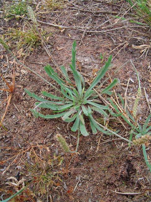 Buckshorn plantain