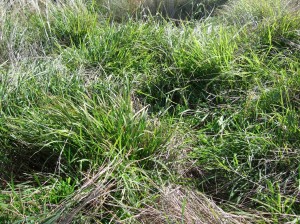 Microlaena was found to spread vegetatively as well as recruit new seedlings under a high amount of herbage mass at Chiltern Proof Site