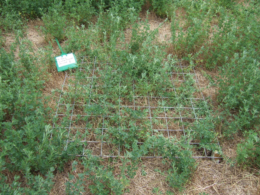 Lucerne was planted on the upper slope to help prevent waterlogging down slope