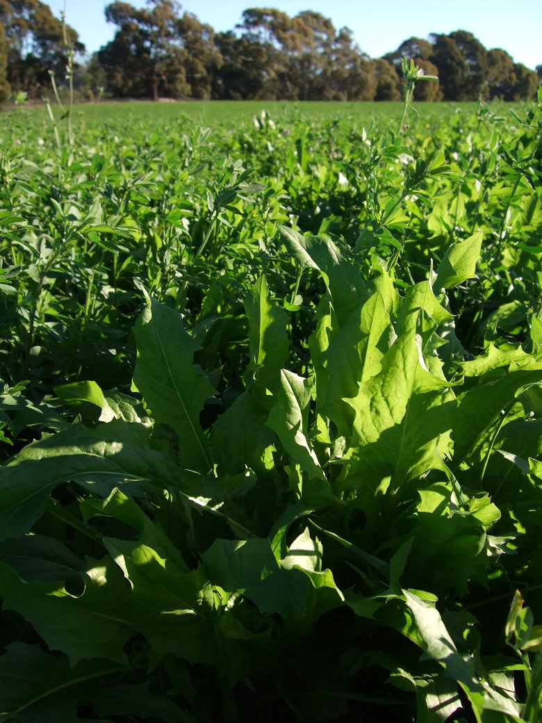 Chicory/lucerne mix Chicory/lucerne mix