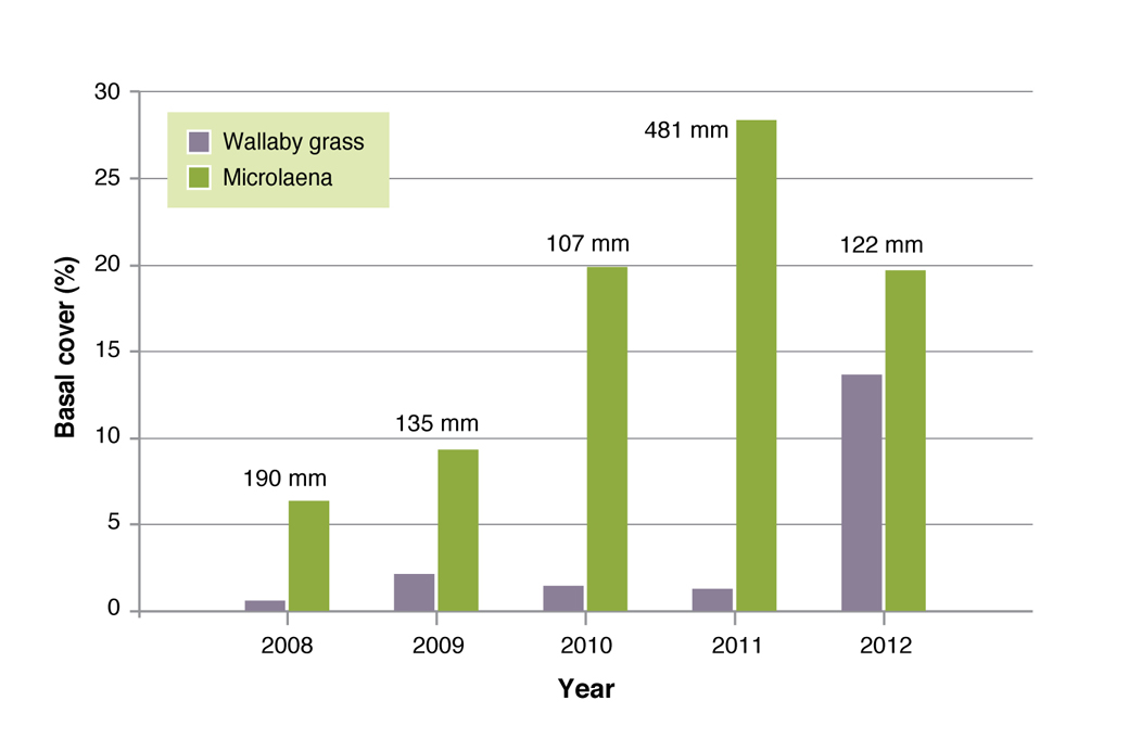 Figure 11. Basal cover (%) for weeping grass and wallaby grass, annually for the period of the Chiltern EverGraze Proof Site experiment. Figures above the bars represent summer (December, January and February) rainfall (mm).