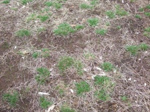 Wallaby grass requires open spaces for germination, Holbrook Proof Site.