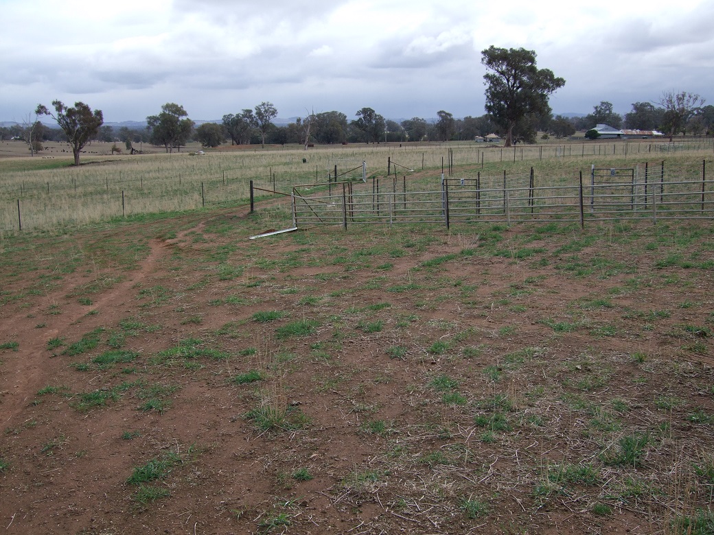 Phalaris and cocksfoot basal cover declined during the  dry years of 2008-2009 and increased sharply after high spring/summer rains in 2010.