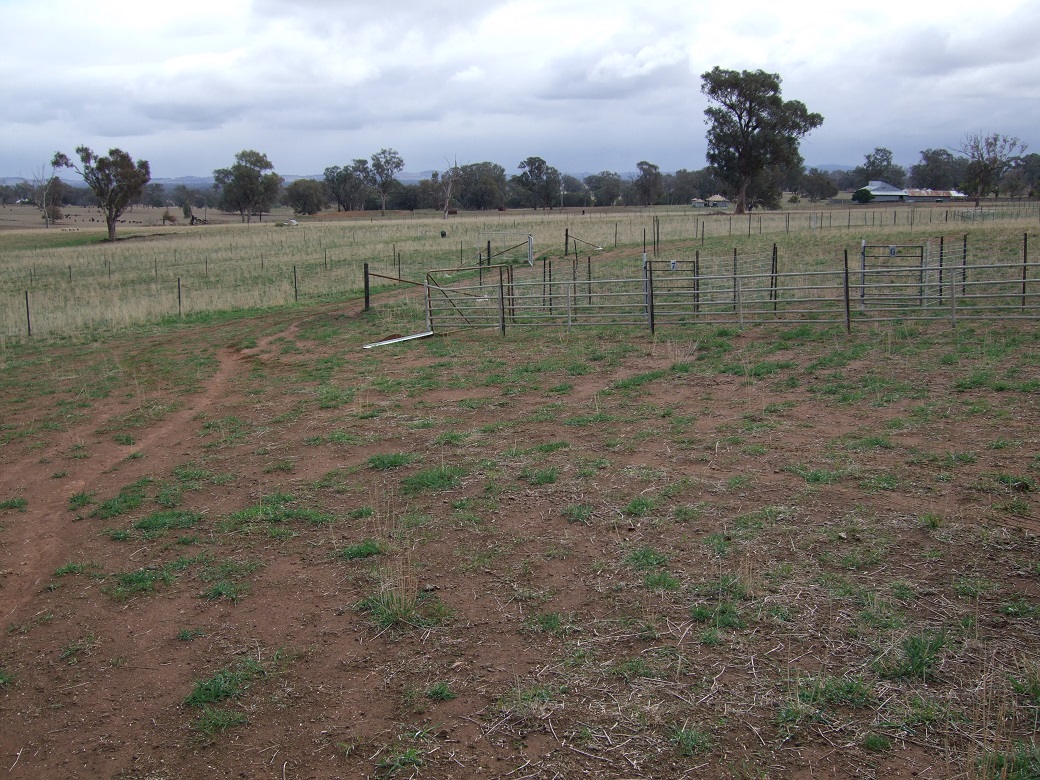 Phalaris and cocksfoot basal cover declined during the dry years of 2008-2009 and increased sharply after high spring/summer rains in 2010 Phalaris and cocksfoot basal cover declined during the dry years of 2008-2009 and increased sharply after high spring/summer rains in 2010.