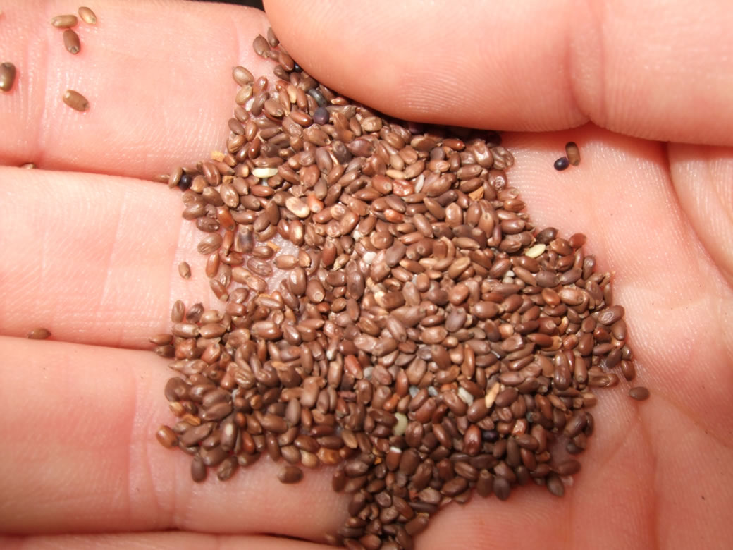 Kikuyu Seed