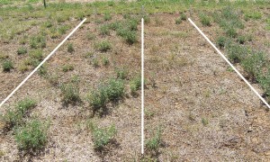 Figure 3. Lucerne (cv. Genesis) showing differences in established plant population when sown in autumn (left) or spring (right).