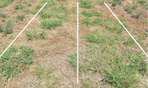 Figure 4. Digit grass (cv. Premier) showing differences in established plant crown size and population when sown in autumn (left) or spring (right).