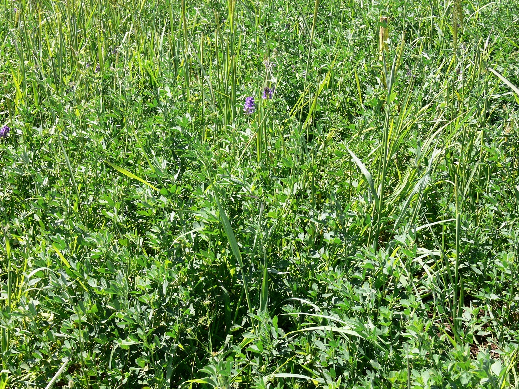 Lucerne and premier digit grass mix at Tamworth