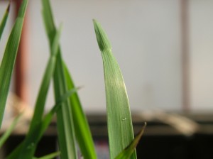 Figure 3 Microlaena leaf tip