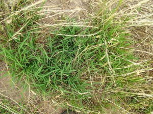 The prostrate growth nature of Microlaena and underground growth point makes it tolerant of heavy grazing.