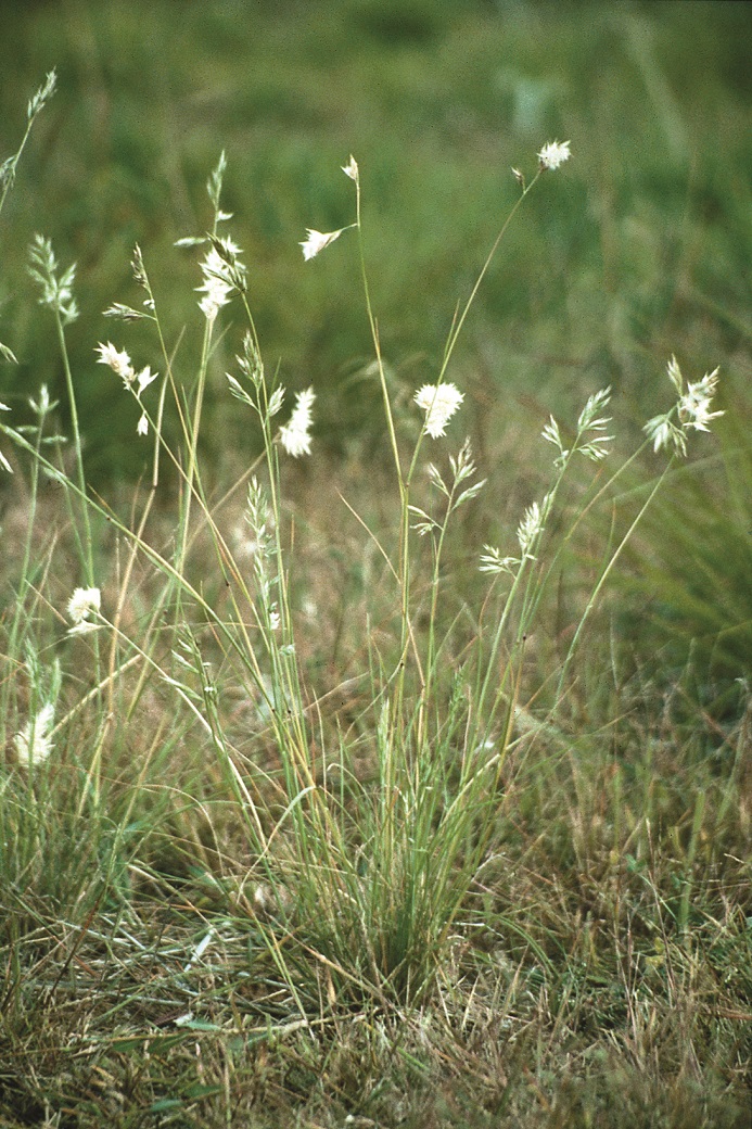 Wallaby grass