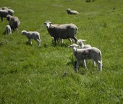 Merino ewes and terminal sires selected for high lamb growth rates were important for achieving target weights with a September lambing