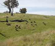 Sheep in the 1-Paddock system were able to select a higher quality diet, resulting in higher per head production, while the 20-Paddock system had higher stocking rates and per hectare production