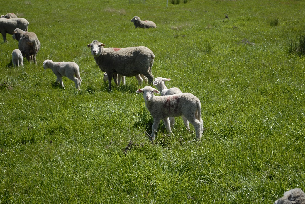 Photo 1. Merino ewes with prime lambs at Orange Proof Site