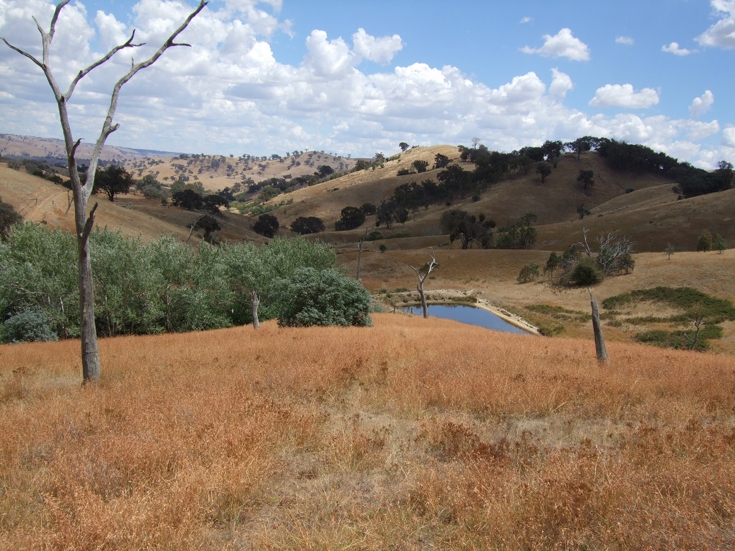 Photo 3 Unfertilised kangaroo grass dominant pasture carrying 3-4 DSE/ha, Bonnie Doon, Victoria (av. Annual rainfall 750 mm)