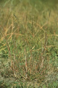 Red grass (Bothriochloa macra)