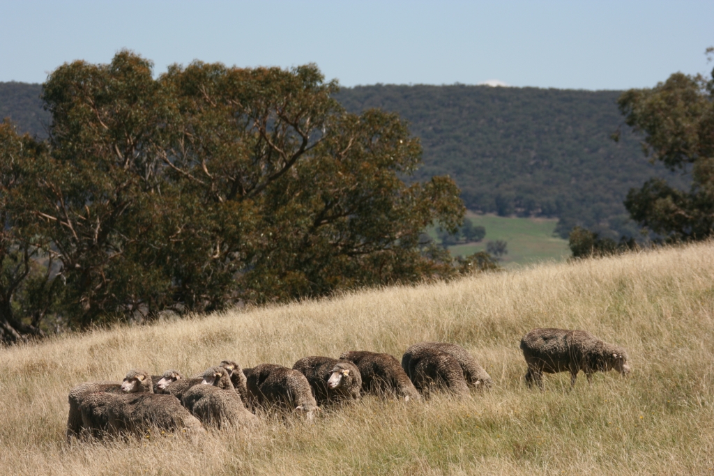 Higher fertility wallaby grass and Microlaena dominant native pasture at Orange EverGraze Proof Site, carrying 7-9 DSE/ha (av. Annual rainfall 809 mm)