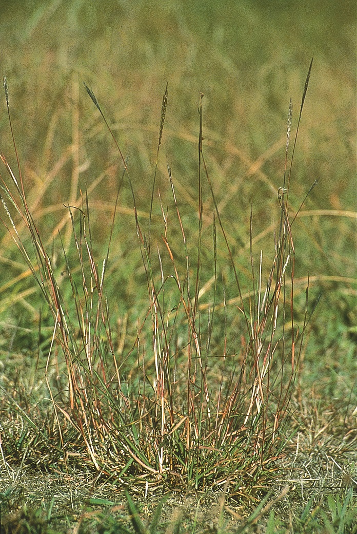 Red grass Red grass