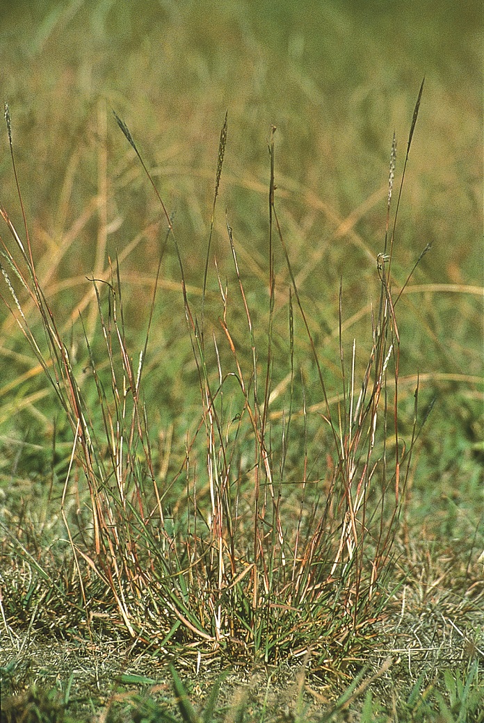 Red grass