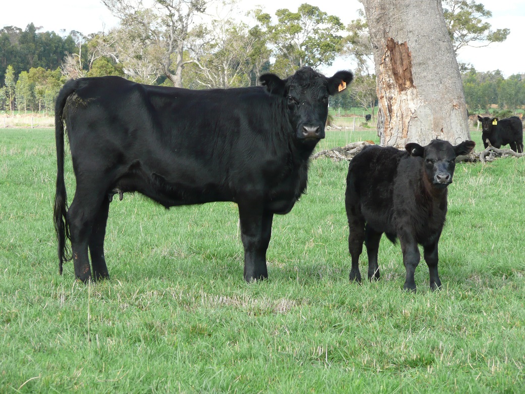 The fescue paddock is a good calving paddock and great for maintaining stock over the autumn period