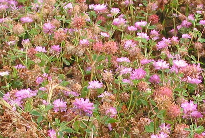 Persian clover