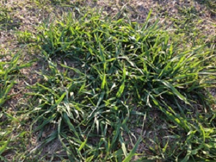 Phalaris spreads by tillering and rhizomes which are evident in early autumn growth.
