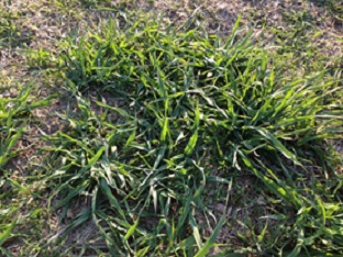Phalaris spreads by tillering and rhizomes which are evident in early autumn growth Phalaris spreads by tillering and rhizomes which are evident in early autumn growth.