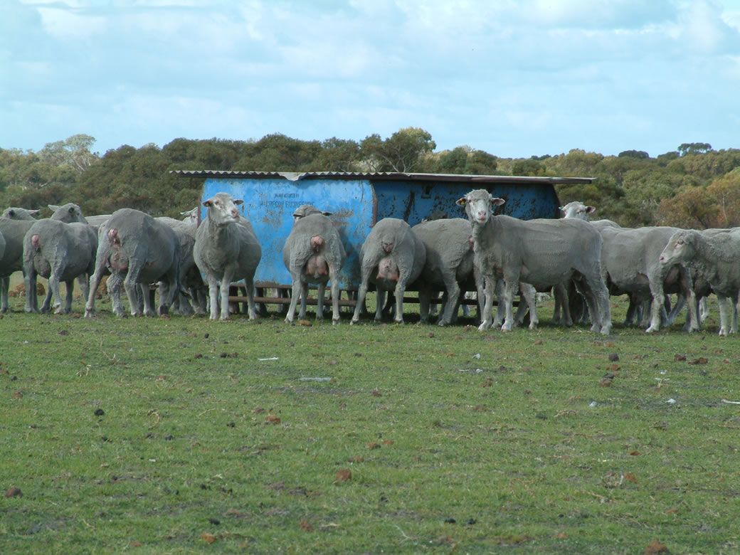 Kikuyu at Albany EverGraze Proof Site Kikuyu at Albany EverGraze Proof Site maintained ground cover on sandy soils, reduced autumn feeding costs and provided soil stability while stock were containment fed in Autumn