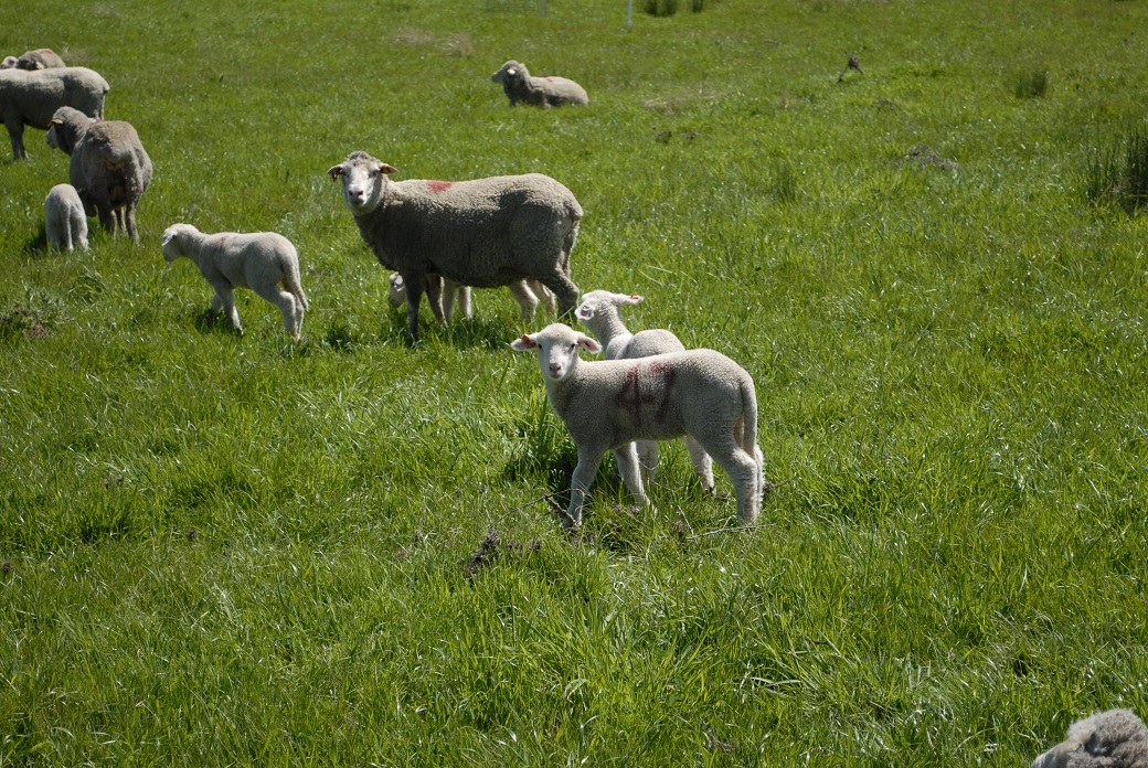 Photo 4. The 20-Paddock system had a higher annual ryegrass herbage mass in spring, compared to the 4-Paddock and 1-Paddock systems.