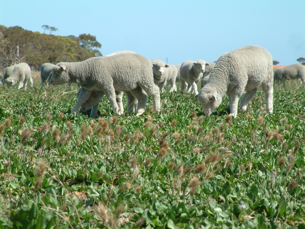 Lambs at Albany Proof Site in Wellstead were successfully grown out on Chicory Lambs at Albany Proof Site in Wellstead were successfully grown out on Chicory