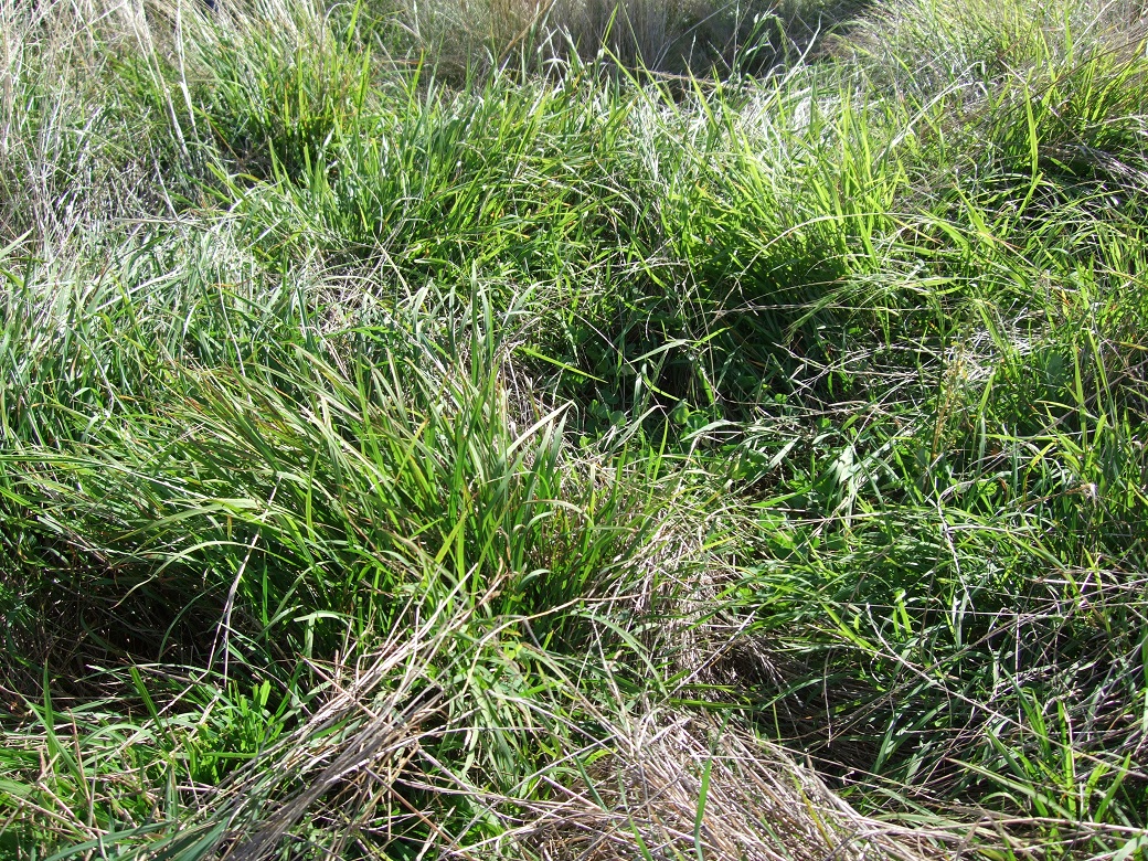 Photo 5. Microlaena increased basal cover by spreading with rhizomes after years with high summer rainfall at Chiltern and Orange.