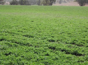 Lucerne pasture ready for grazing, Spring 2009