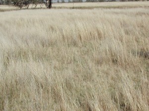 Proof Site Farm-Native 200908