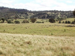 Proof Site Farms-Improved Native 200910
