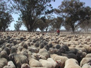 Proof Site Farms-Merino ewes weaning 200910