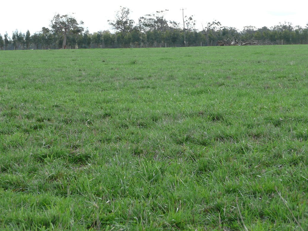 Winter active tall fescue growing well on the Ridgeways property Winter active tall fescue growing well on the Ridgeways property