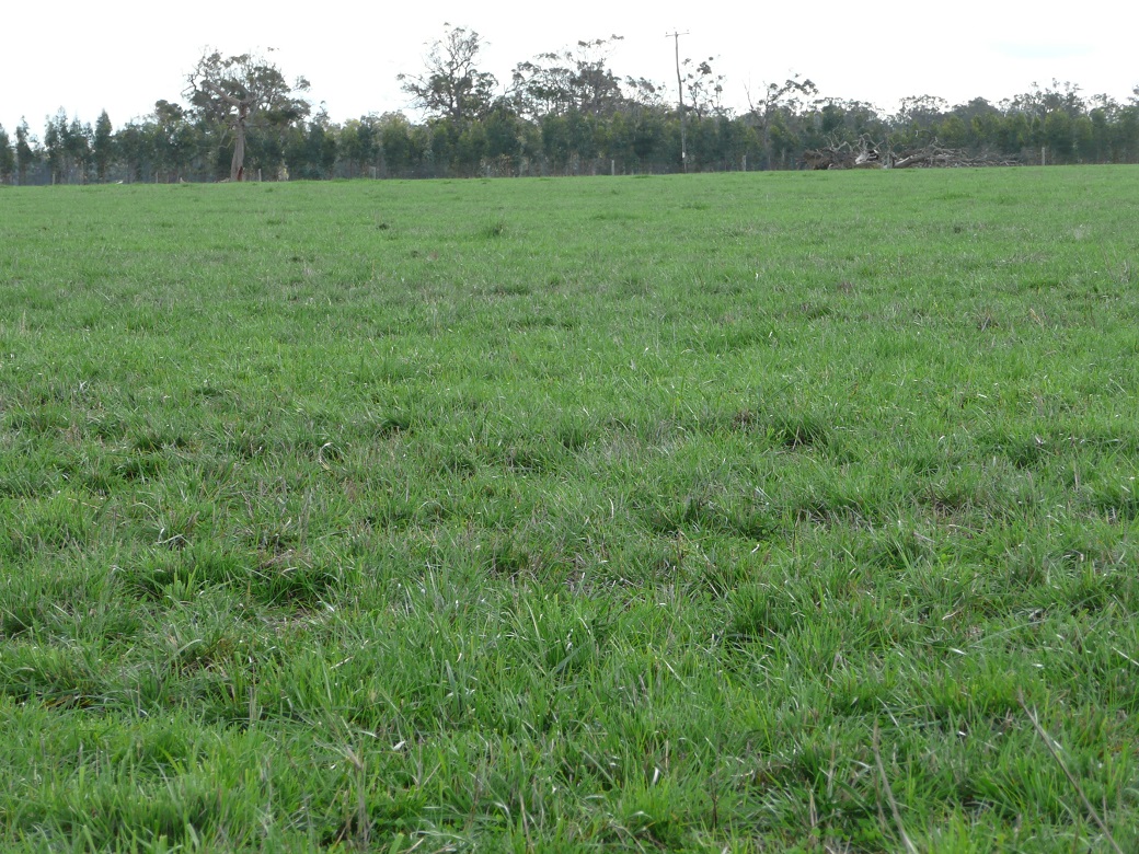 Winter active tall fescue growing well on the Ridgeways property