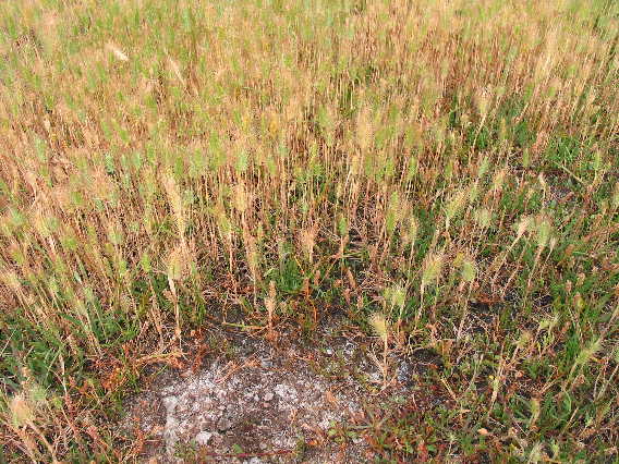 Sea barley grass