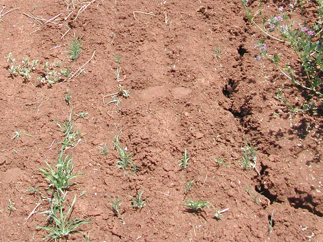 Figure 5. Seedling Digit grass attempting to establish near lucerne plants. The extent of soil drying by lucerne is evident by the large cracks in the soil surface.