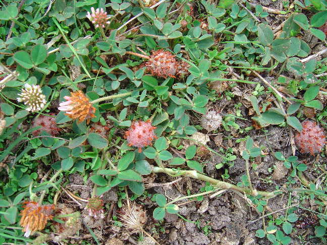 Strawberry clover